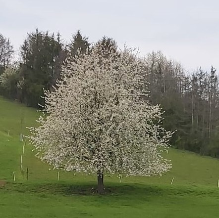 Anmeldung zur Fobi "Klimaretter-Bäume?" ab jetzt möglich!